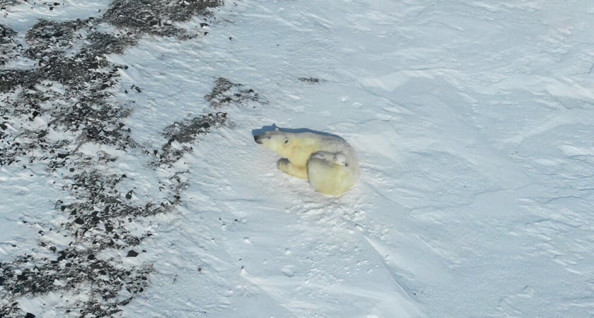 polar20bear20and20two20cubs Polar bear and two cubs
