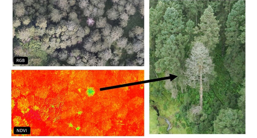 multispectral20and20lidar20drones20deployed20to20protect20the20monarch20butterfly20-20multispectral20analysis Multispectral and LiDAR Drones Deployed to Protect the Monarch Butterfly - Multispectral Analysis