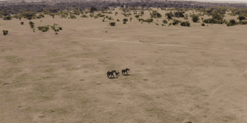 elephants20drone20gif Elephants Drone GIF
