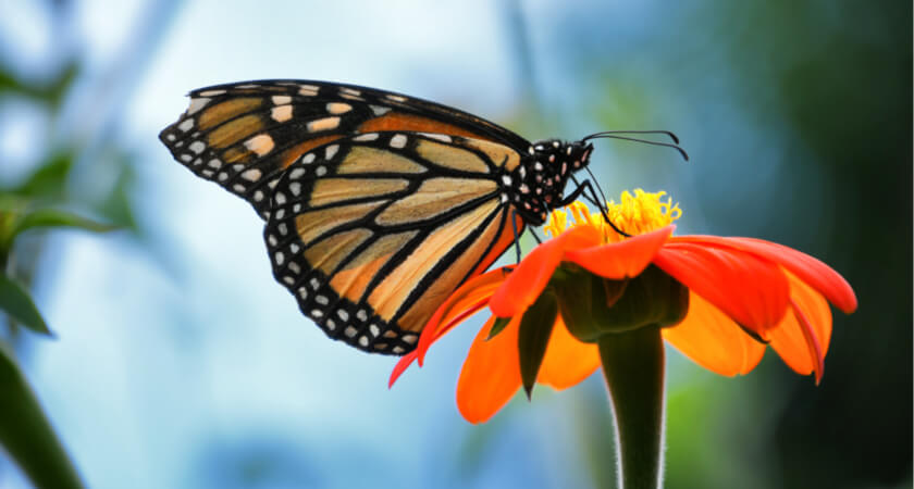 multispectral20and20lidar20drones20deployed20to20protect20the20monarch20butterfly20-20monarch20butterfly20on20an20orange20zenia20flower Multispectral and LiDAR Drones Deployed to Protect the Monarch Butterfly - Monarch Butterfly on an Orange Zenia Flower